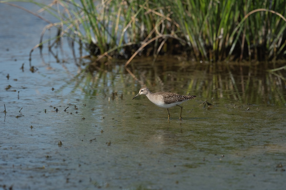 vodouš bahenní - ML647829573