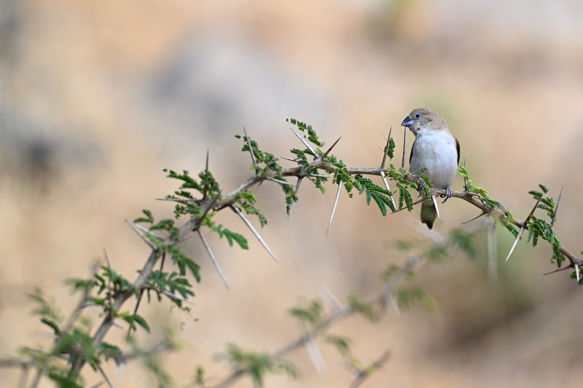 African Silverbill - ML647829580