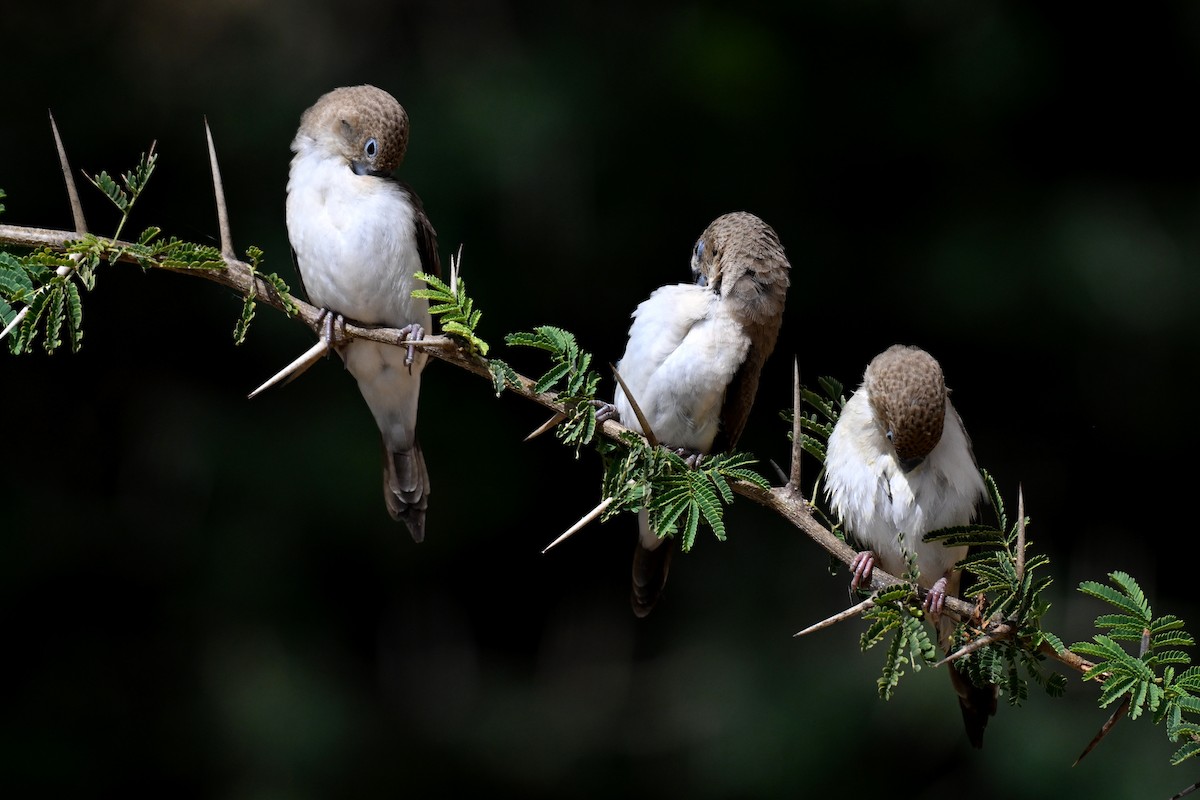 African Silverbill - ML647829582