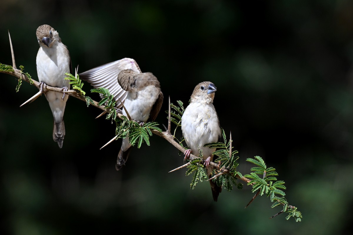 African Silverbill - ML647829586