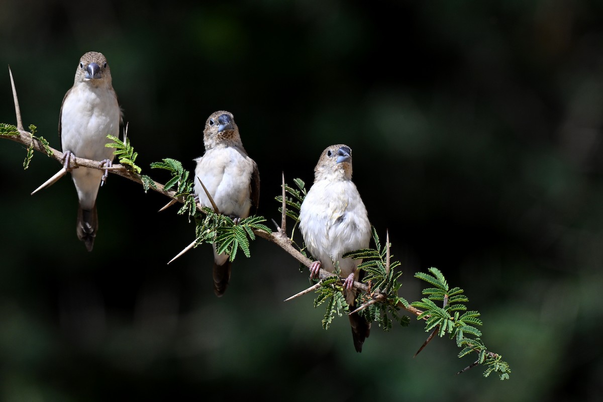 African Silverbill - ML647829590