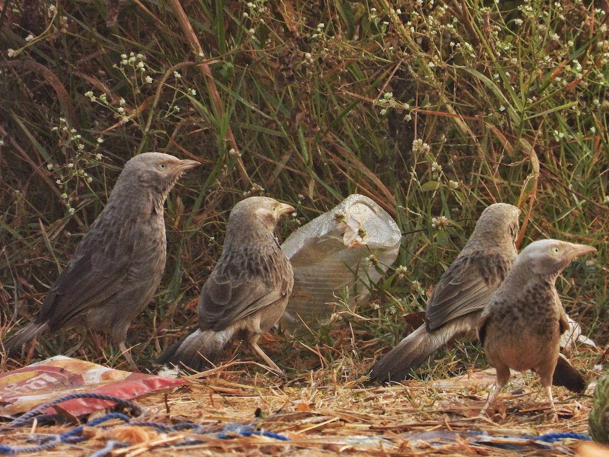 Yellow-billed Babbler - ML647829635