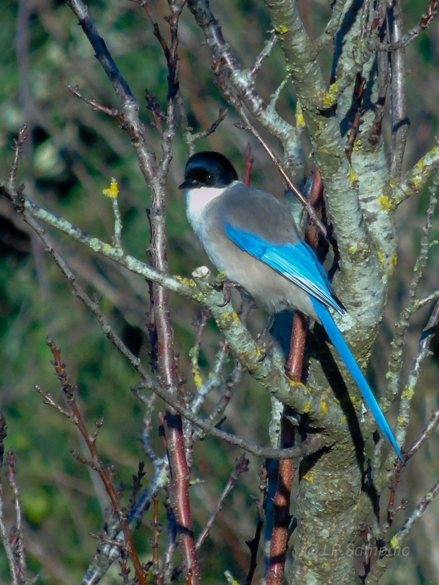 Iberian Magpie - ML647829646