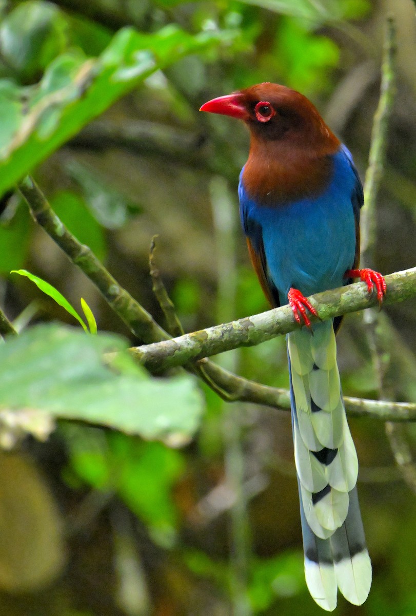 Sri Lanka Blue-Magpie - ML647829647