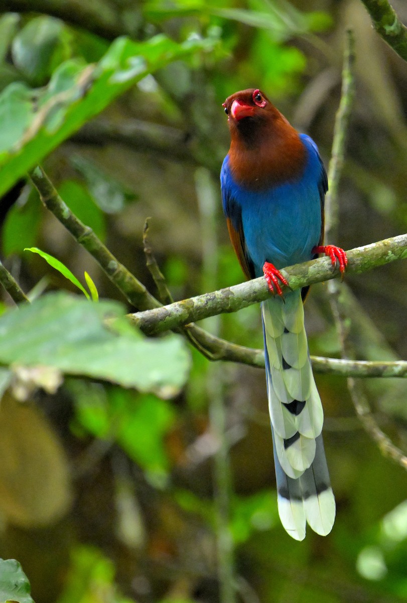 Sri Lanka Blue-Magpie - ML647829648
