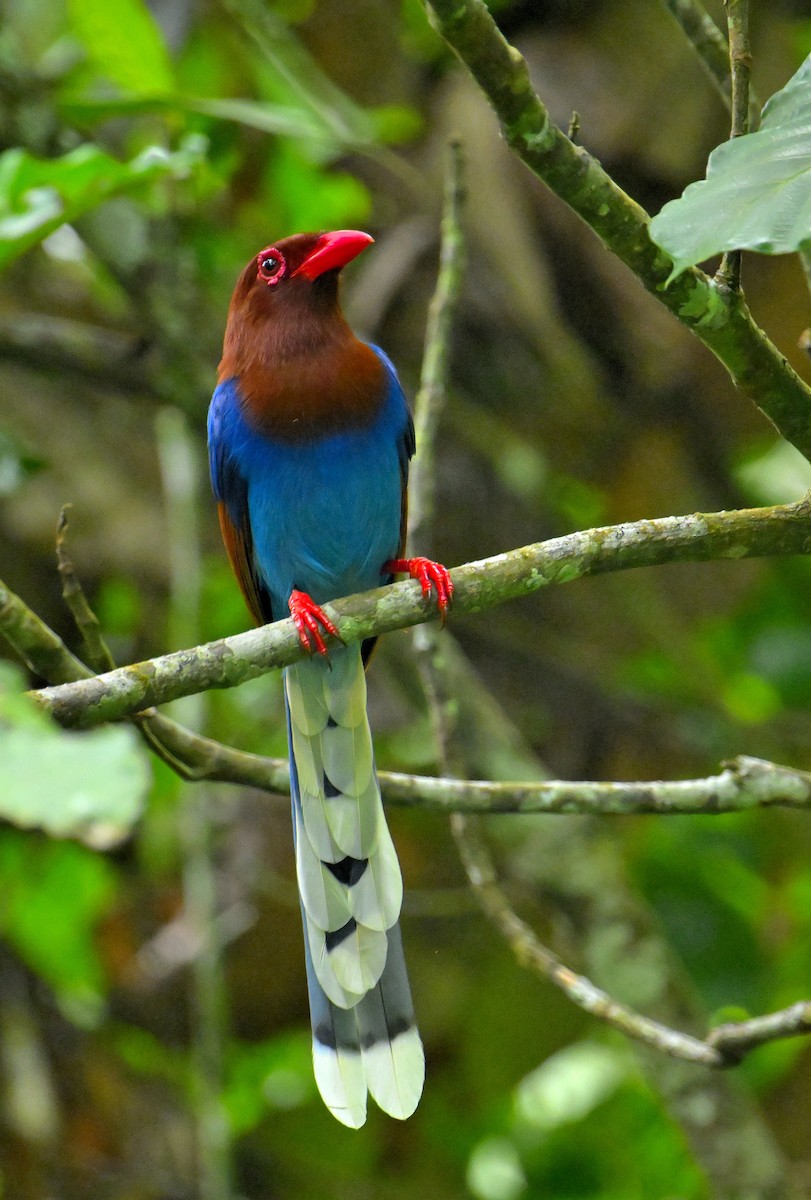 Sri Lanka Blue-Magpie - ML647829649