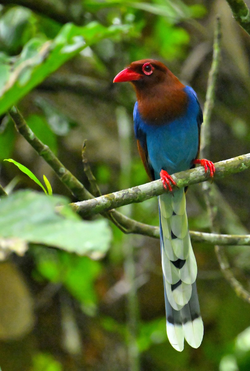Sri Lanka Blue-Magpie - ML647829650