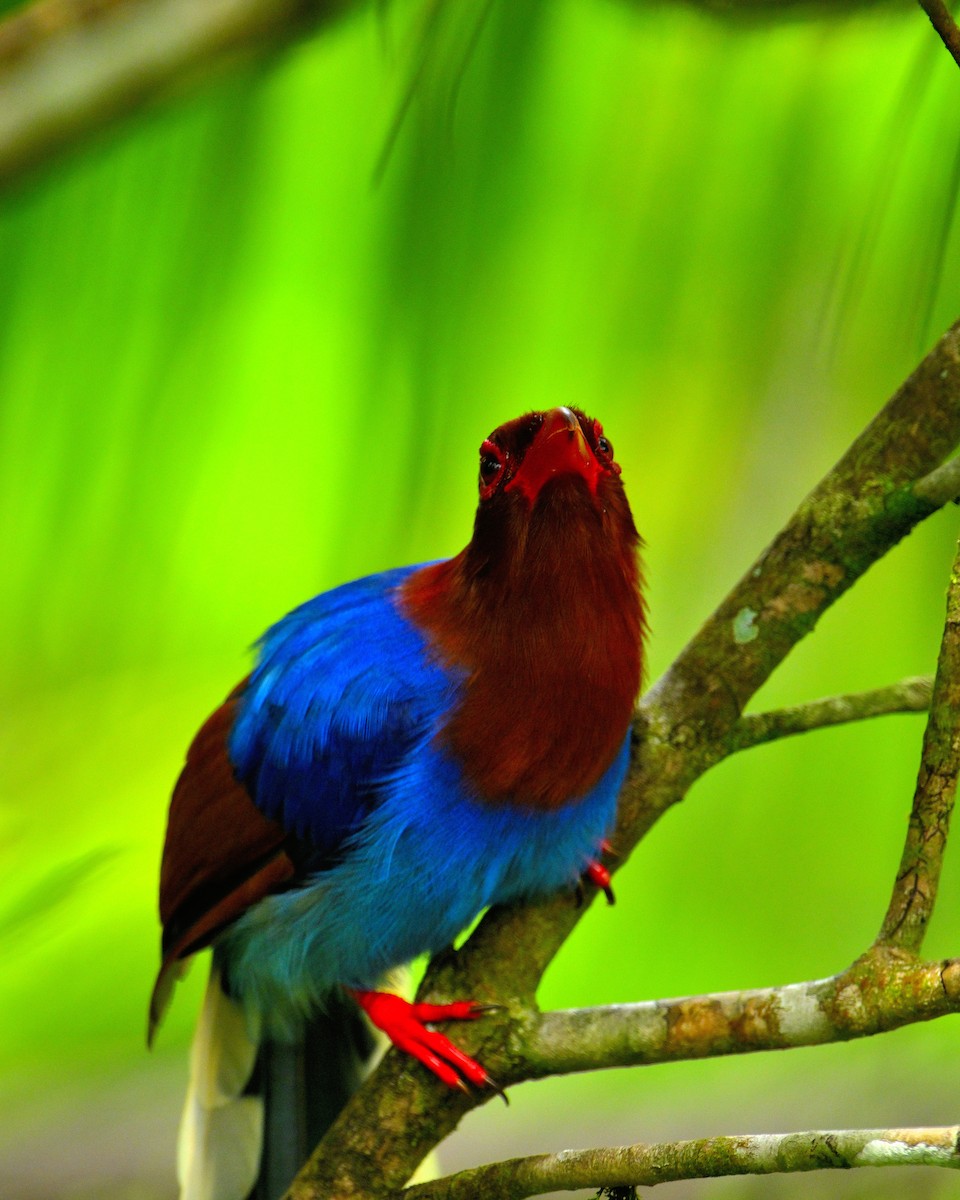 Sri Lanka Blue-Magpie - ML647829651