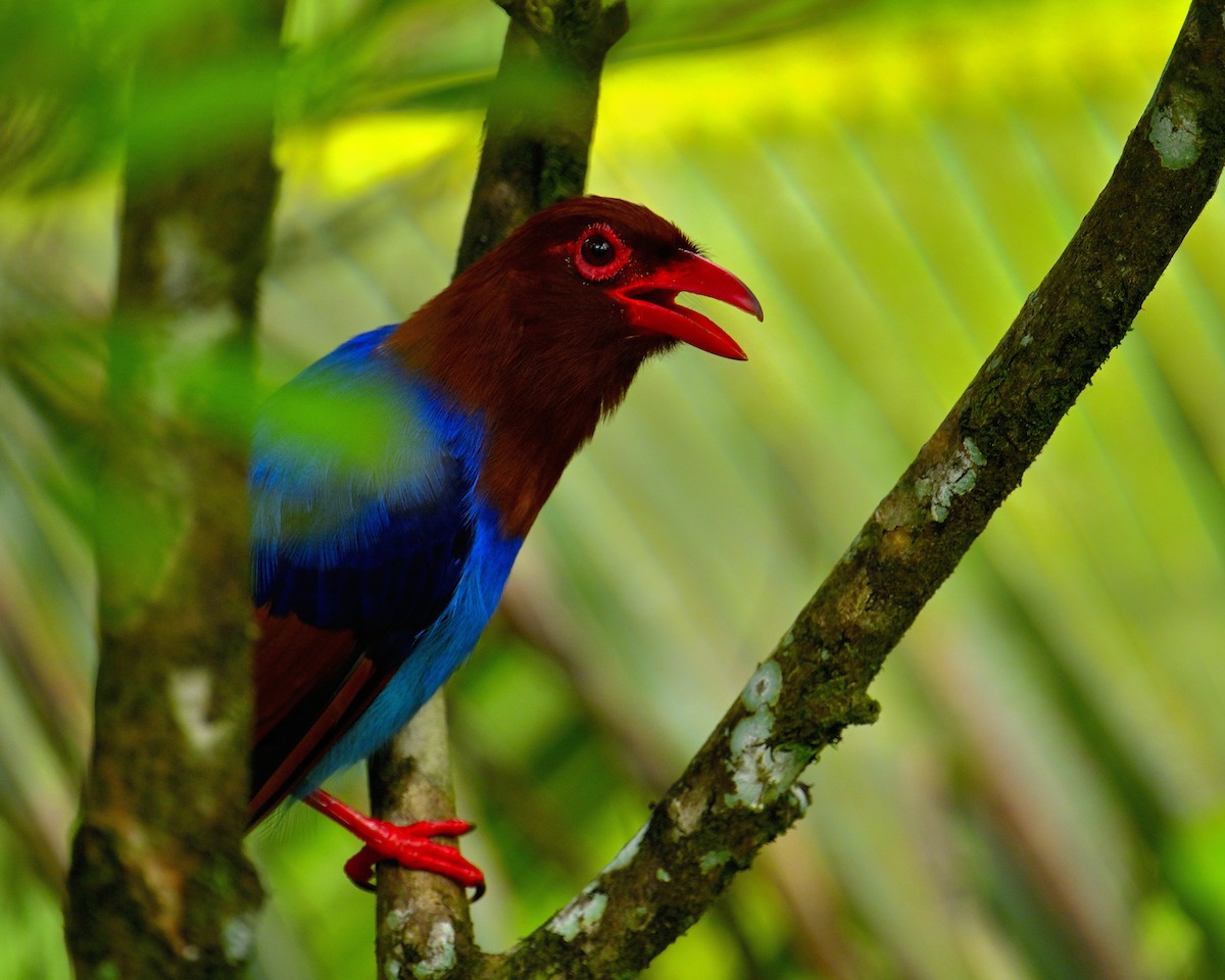 Sri Lanka Blue-Magpie - ML647829652
