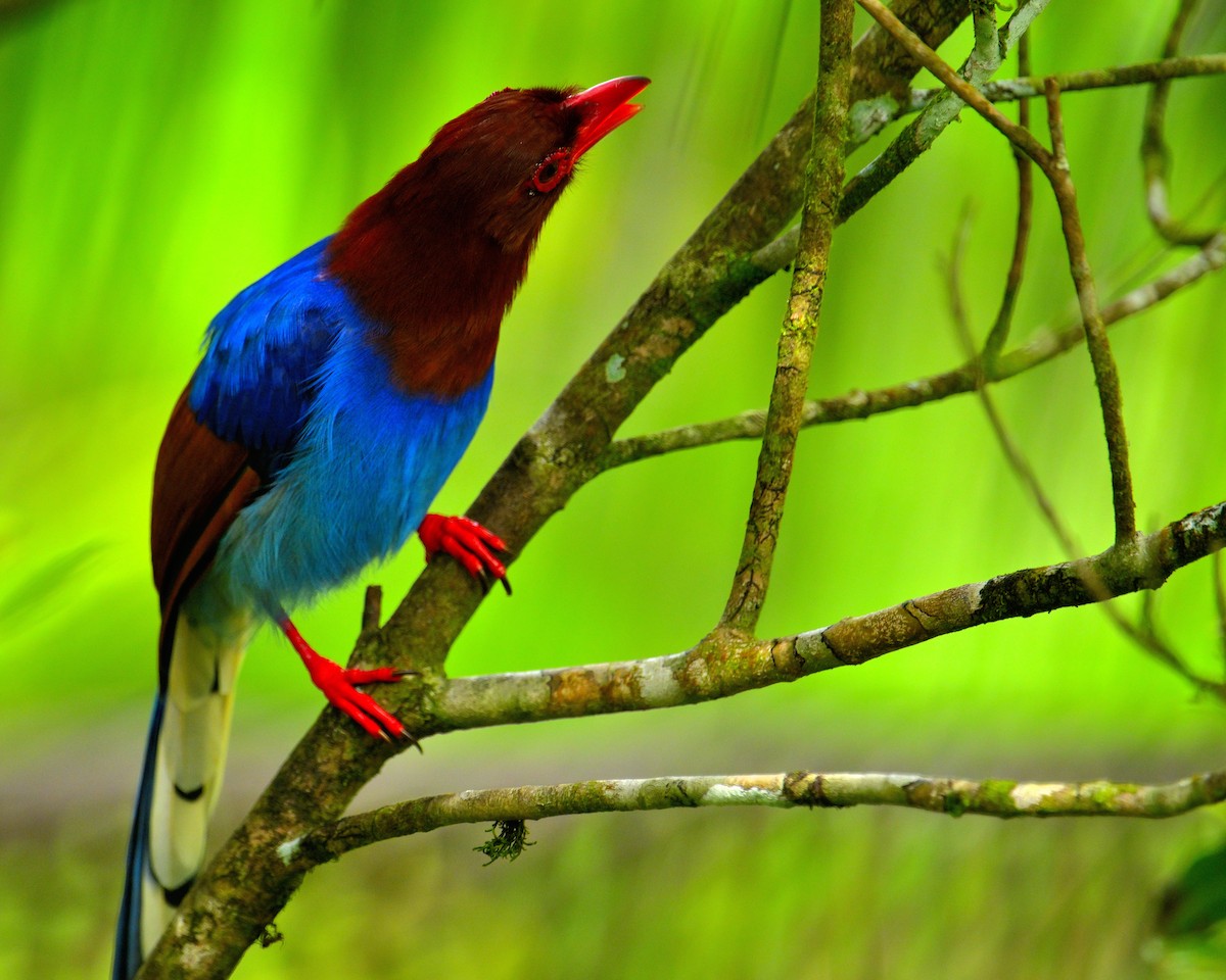 Sri Lanka Blue-Magpie - ML647829653