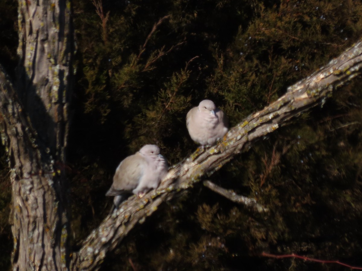 Eurasian Collared-Dove - ML647829654