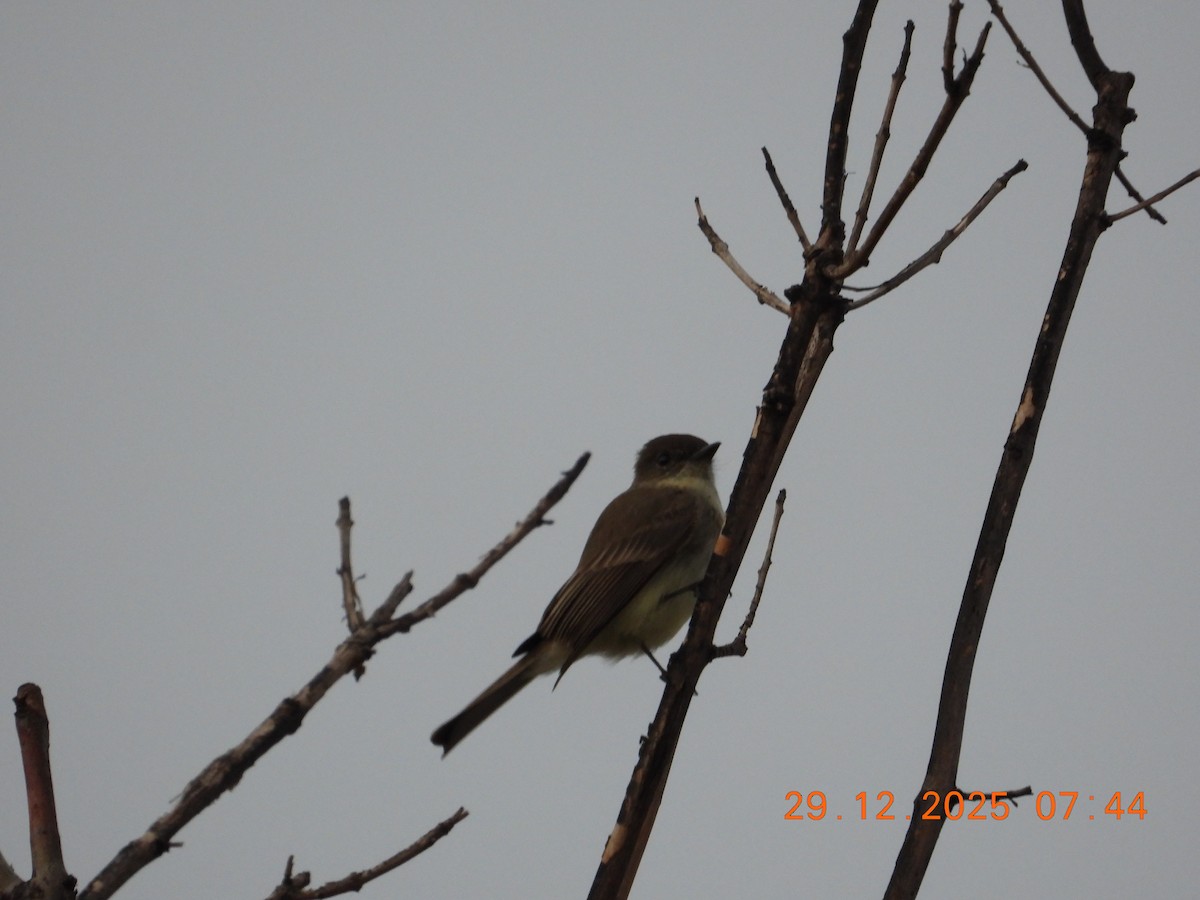 Eastern Phoebe - ML647829655