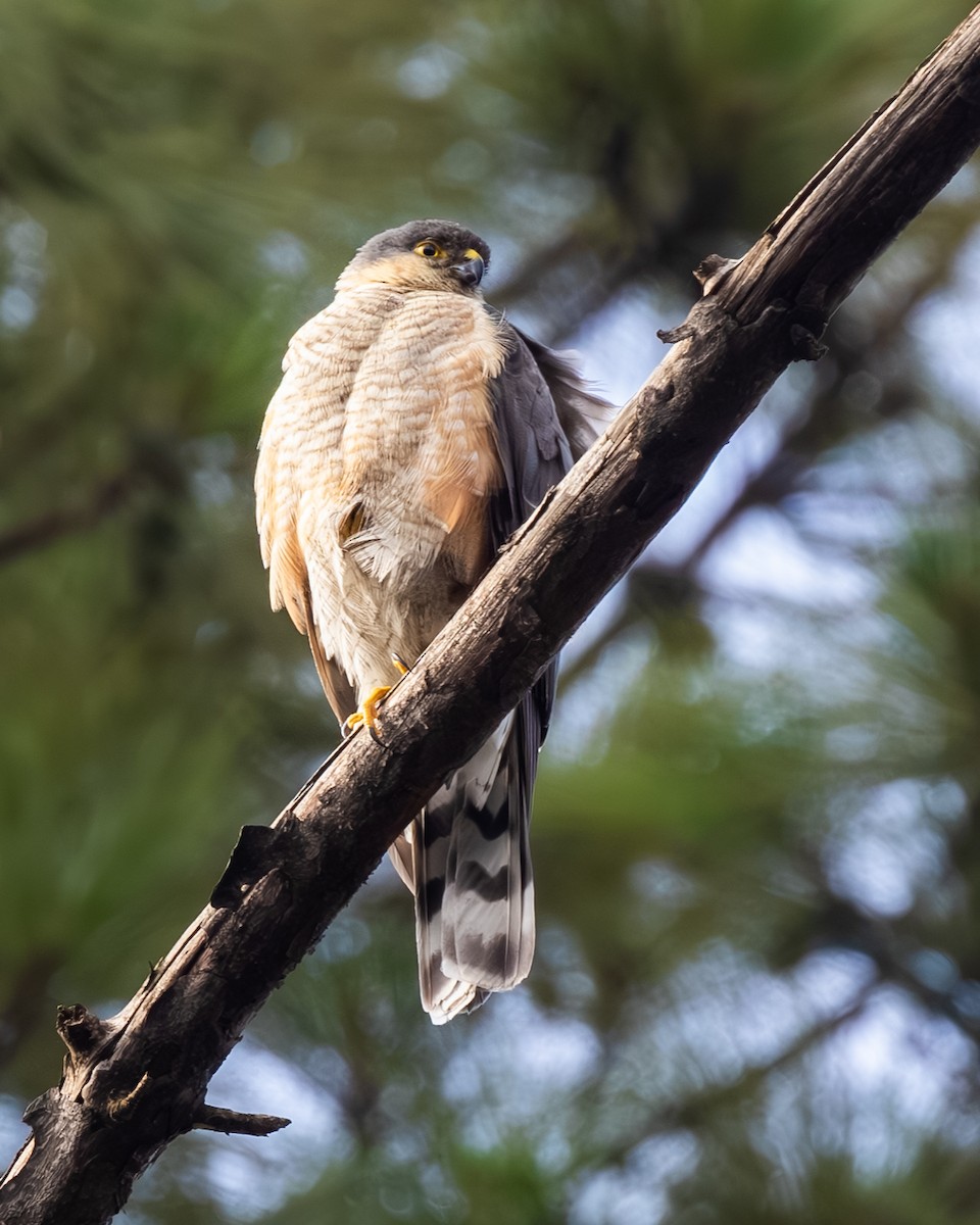Sharp-shinned Hawk - ML647829656