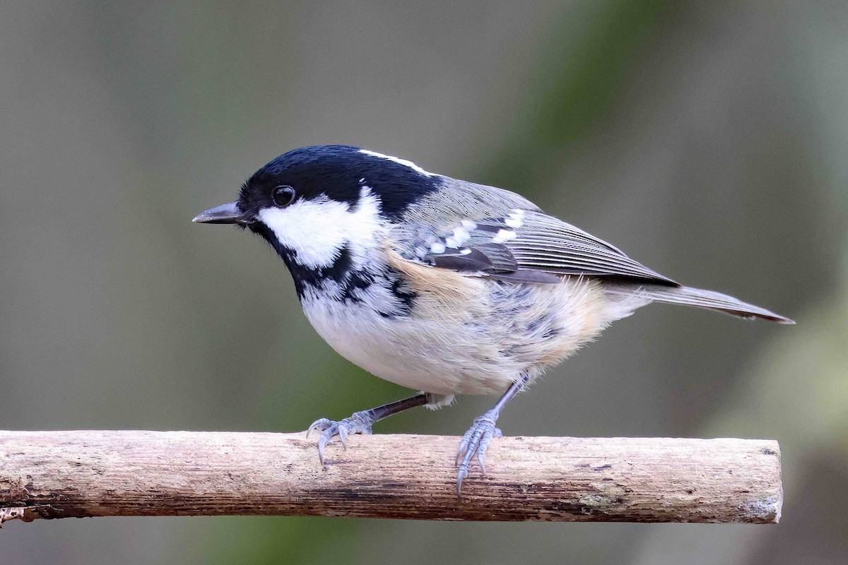 Coal Tit - ML647829657