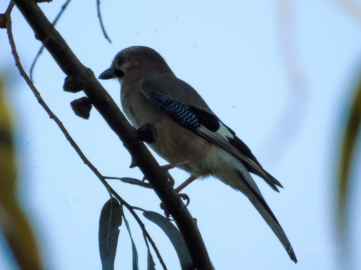 Eurasian Jay - ML647829658