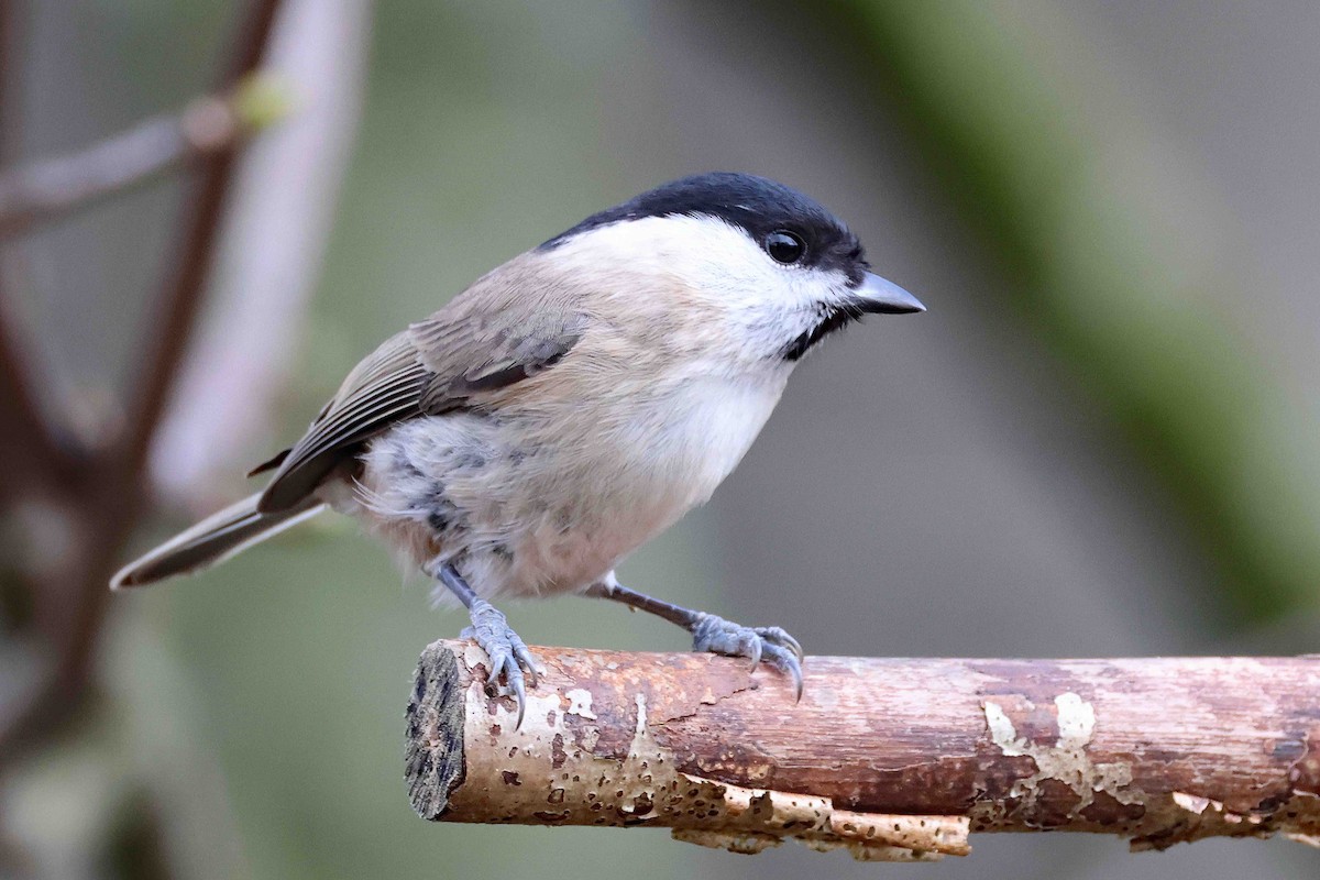 Marsh Tit - ML647829662