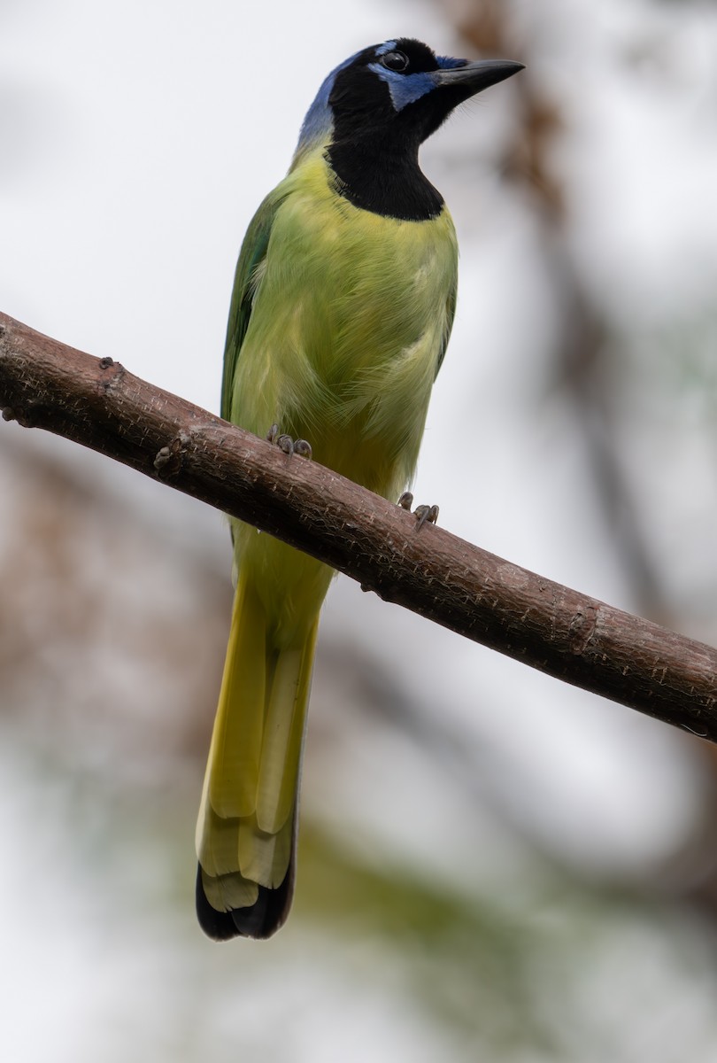Green Jay - ML647829664