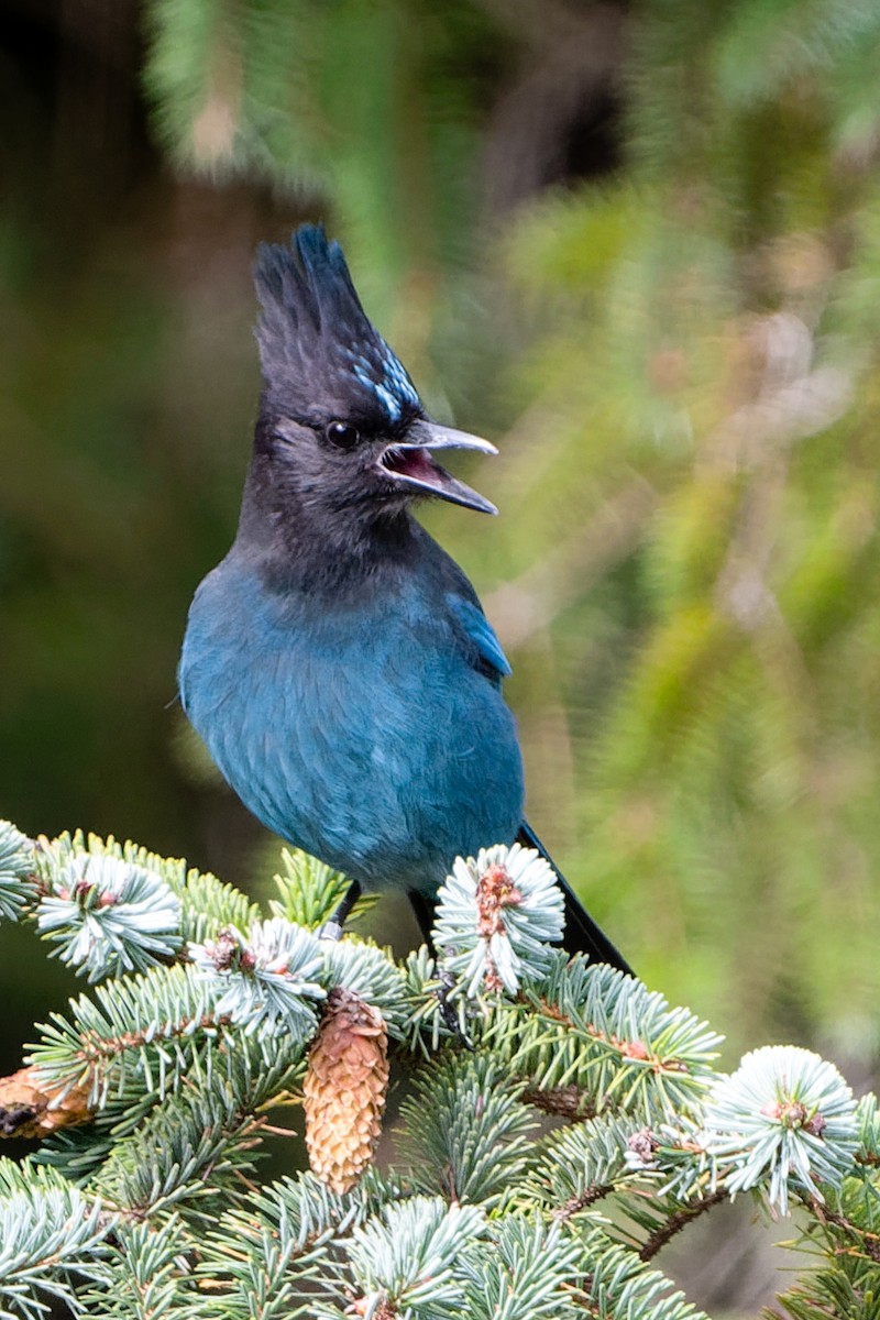 Steller's Jay - ML647829666