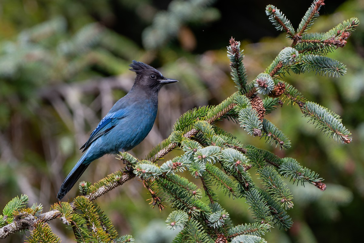 Steller's Jay - ML647829667