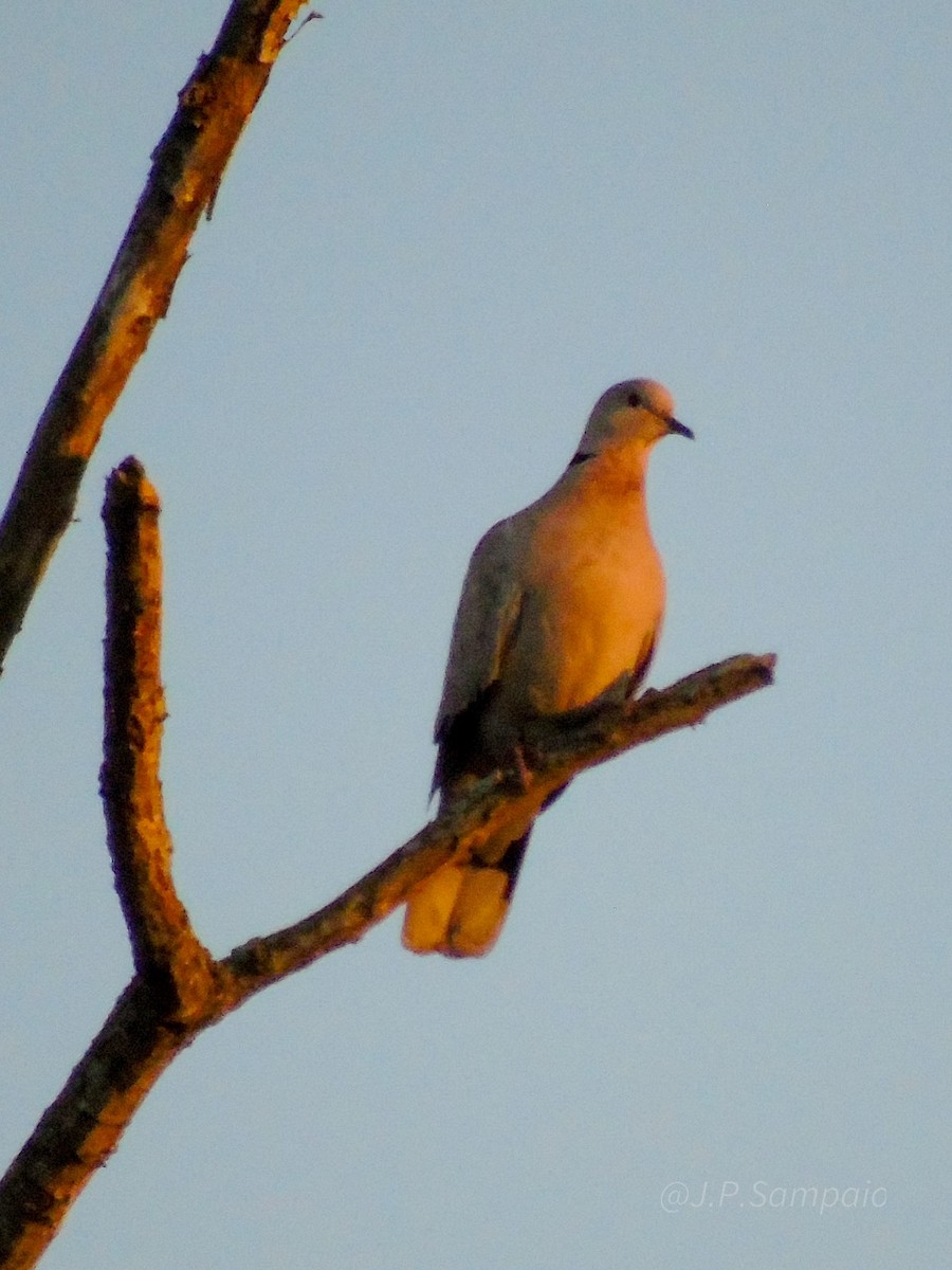 Eurasian Collared-Dove - ML647829668