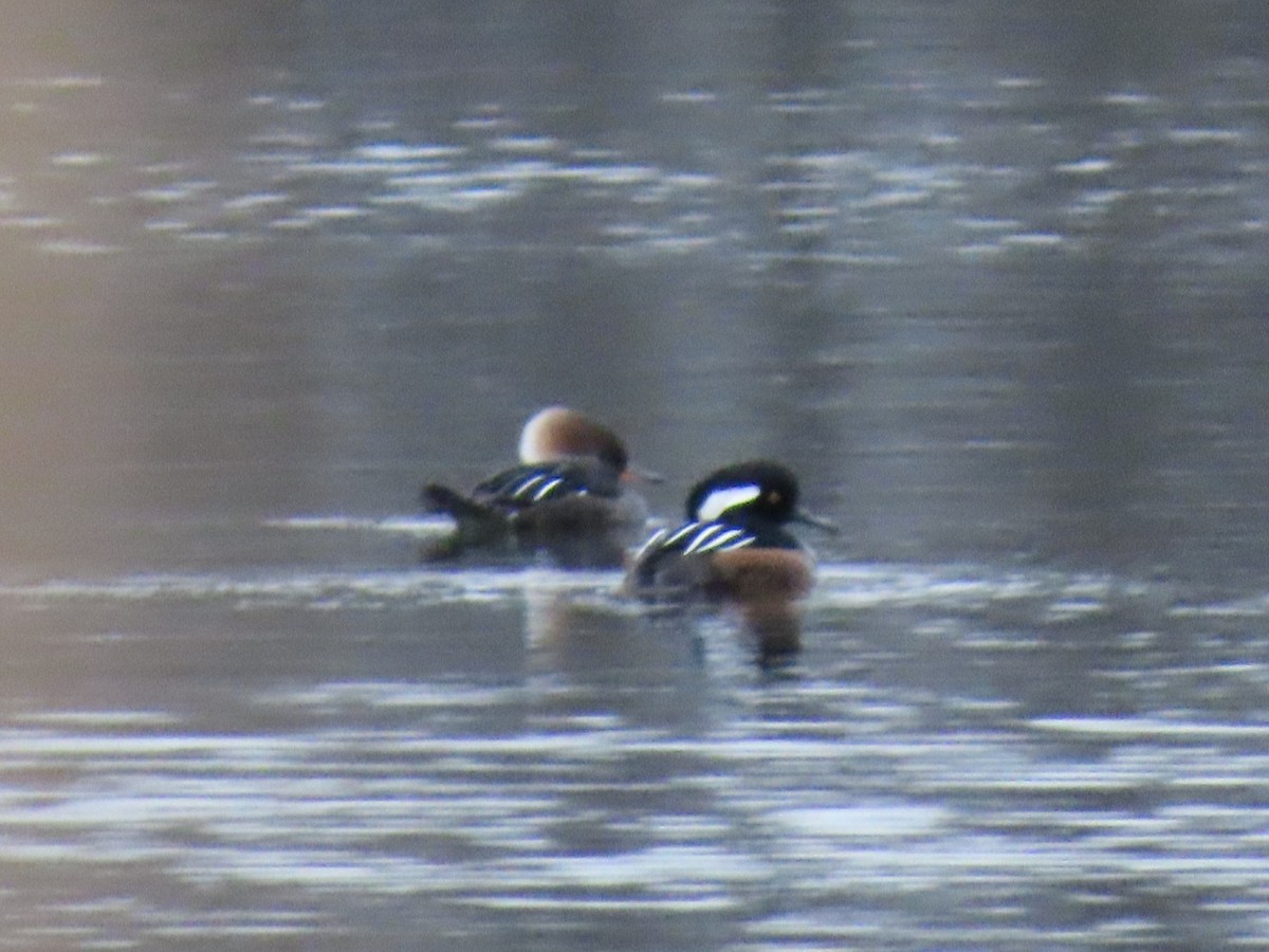 Hooded Merganser - ML647829669