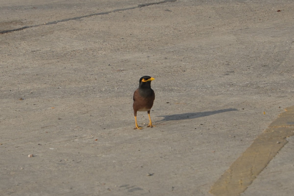 Common Myna - ML647829670