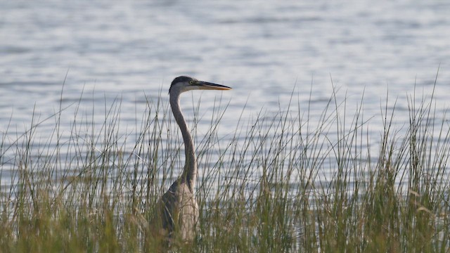 Great Blue Heron - ML647829673