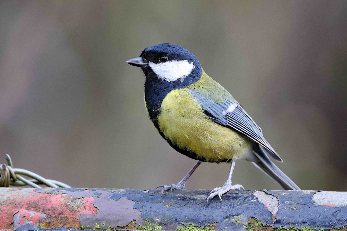 Great Tit - ML647829675