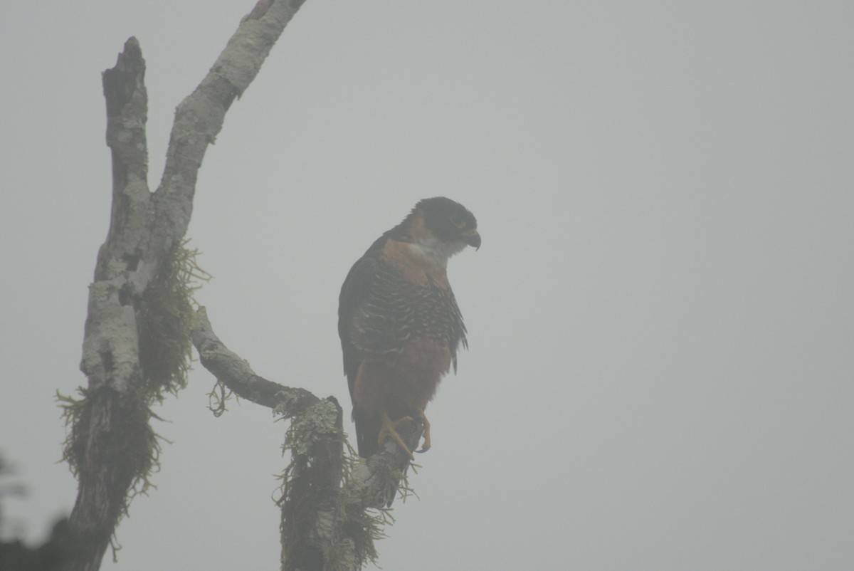 Orange-breasted Falcon - ML647829676