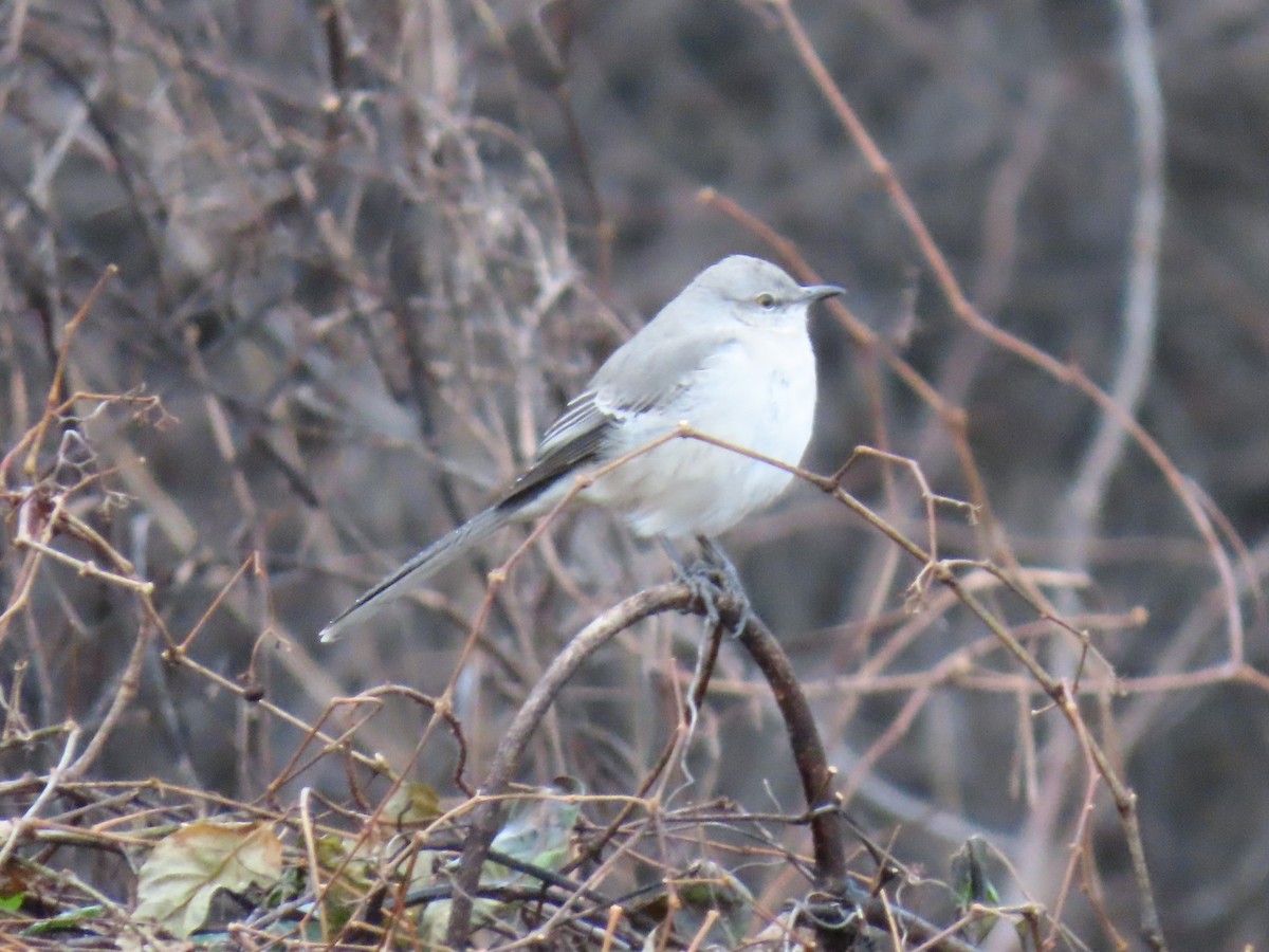 Northern Mockingbird - ML647829682