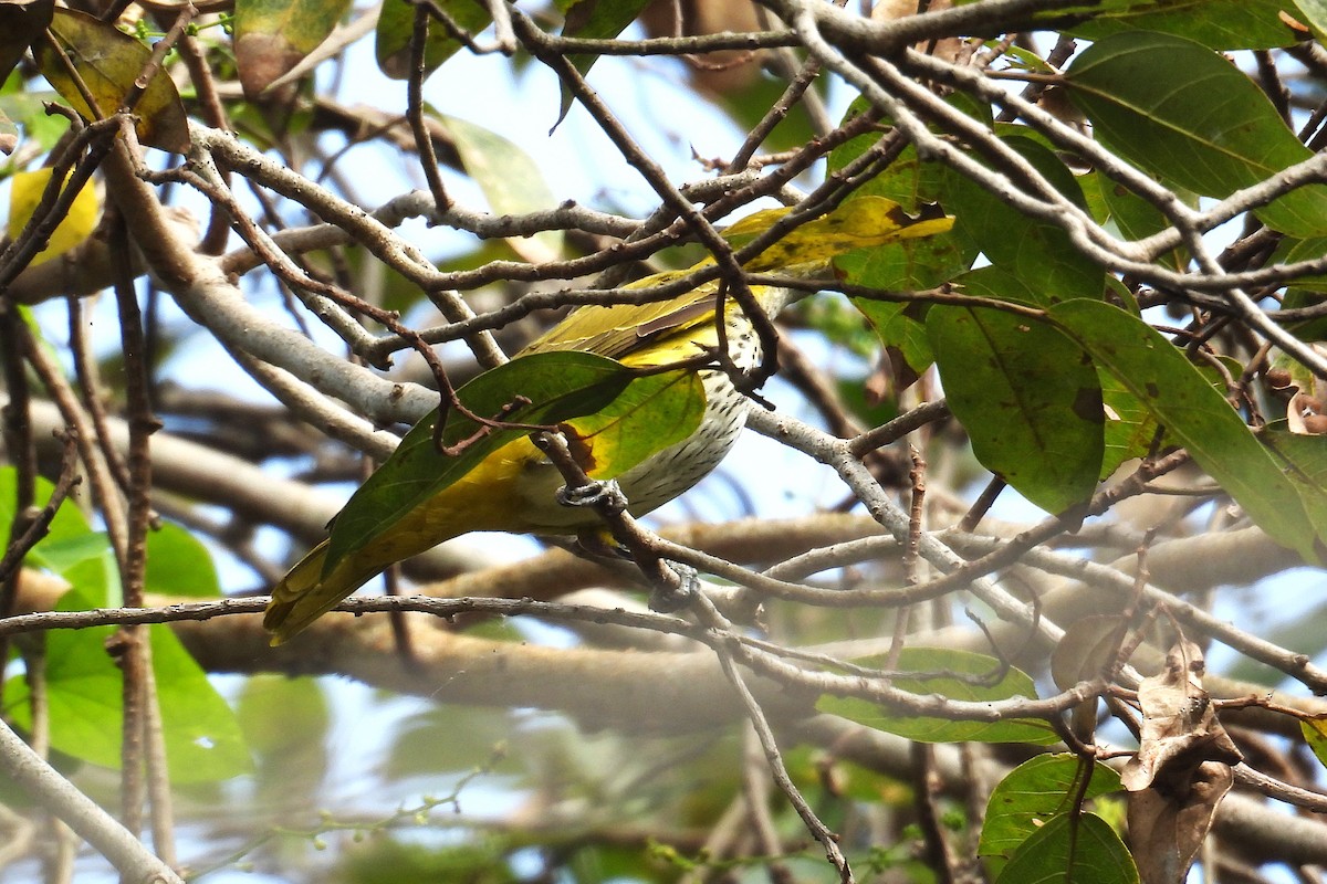 Loriot indien - ML647829689