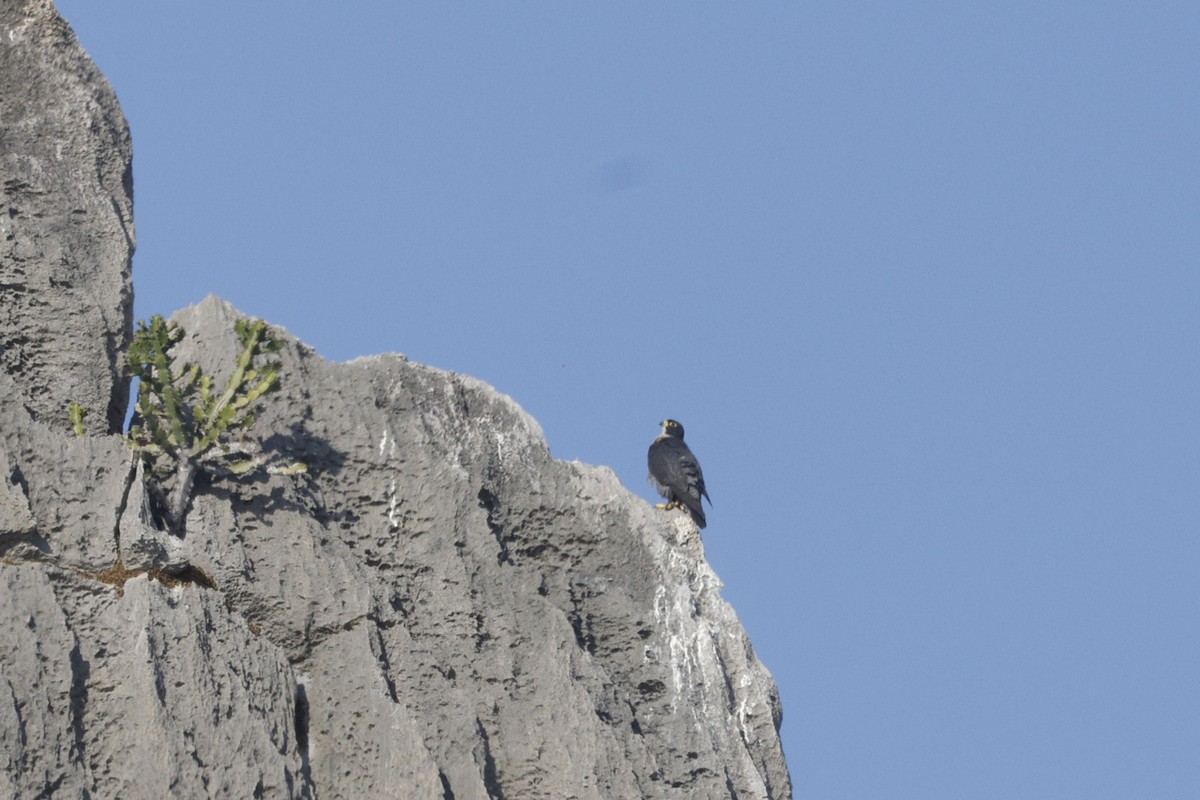 sokol stěhovavý - ML647829719