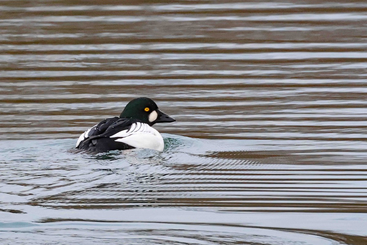 hohol severní - ML647829720