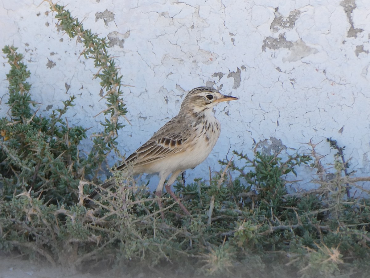 linduška pastvinná - ML647829722