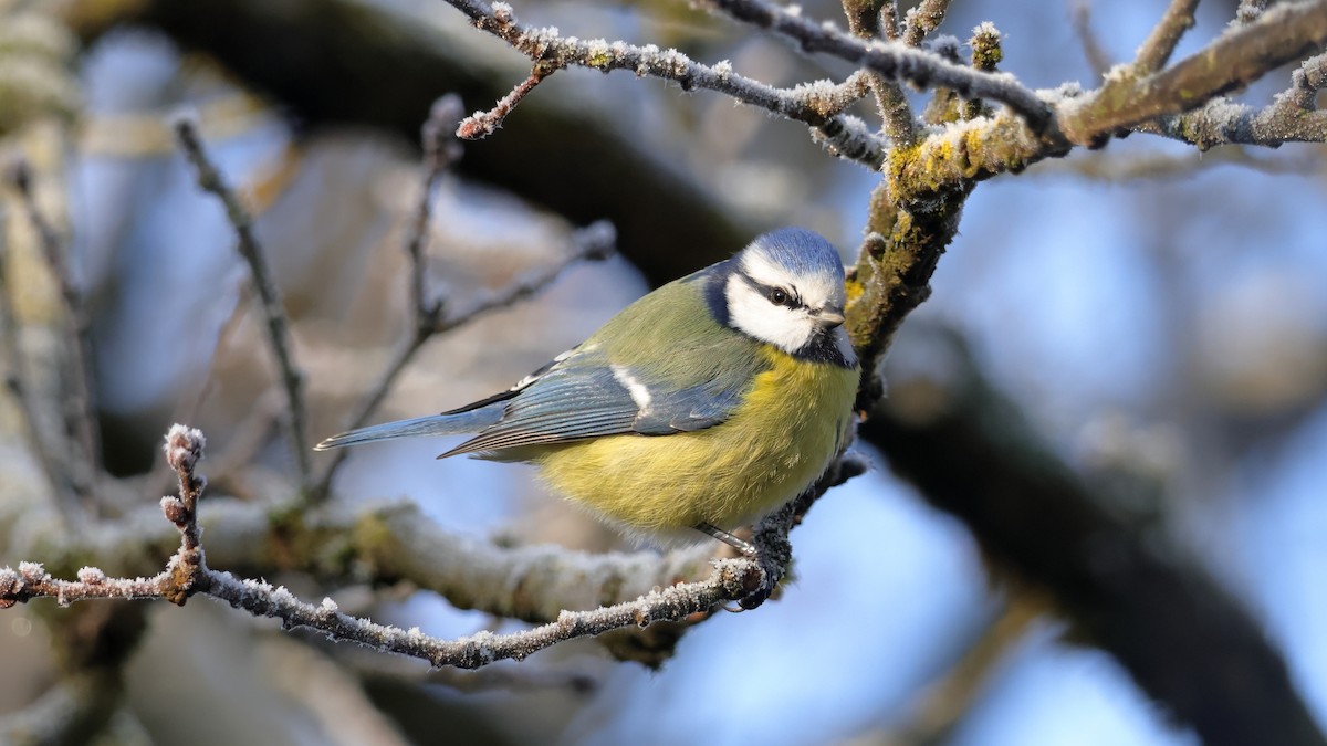 Eurasian Blue Tit - ML647829723