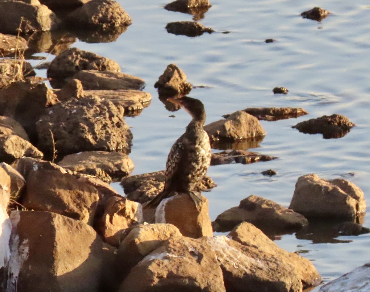 kormorán dlouhoocasý - ML647829725