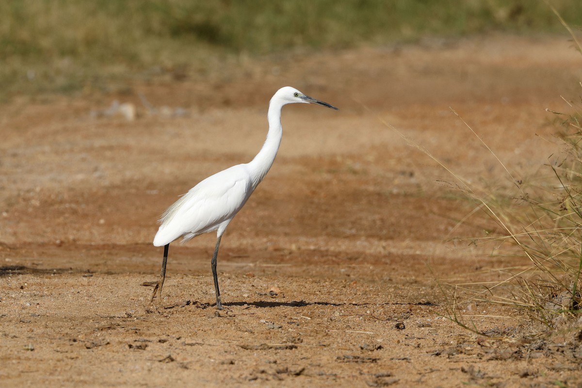 volavka stříbřitá - ML647829726