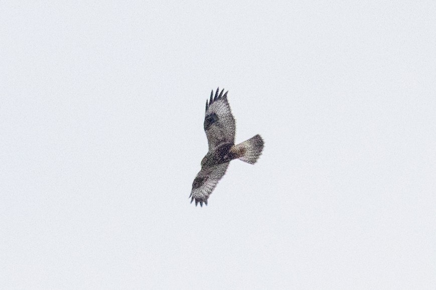 káně rousná - ML647829728