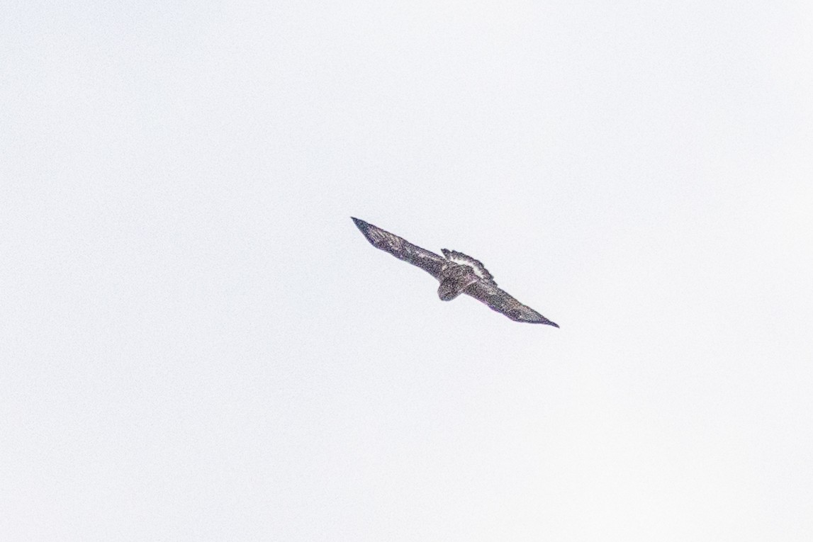 káně rousná - ML647829730