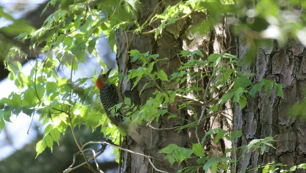 datel karolínský - ML647829731