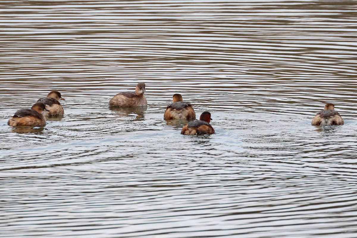 potápka malá - ML647829732