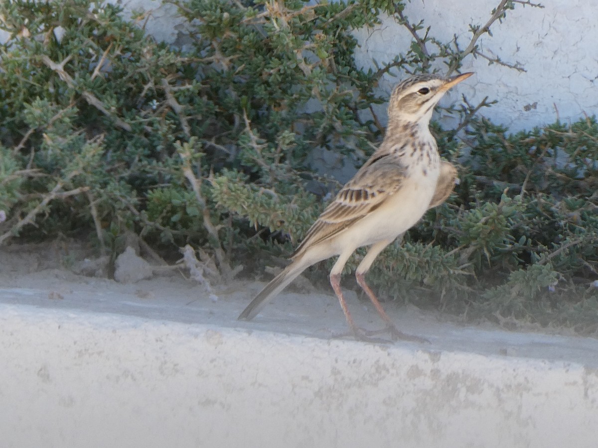 linduška pastvinná - ML647829736