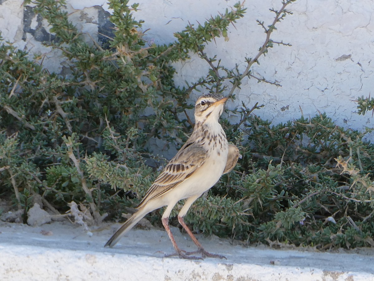 linduška pastvinná - ML647829737