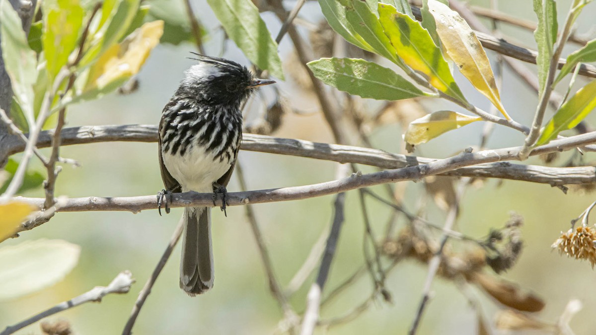 Pied-crested Tit-Tyrant - ML647829738