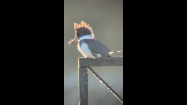 Опоясанный зимородок - ML647829739