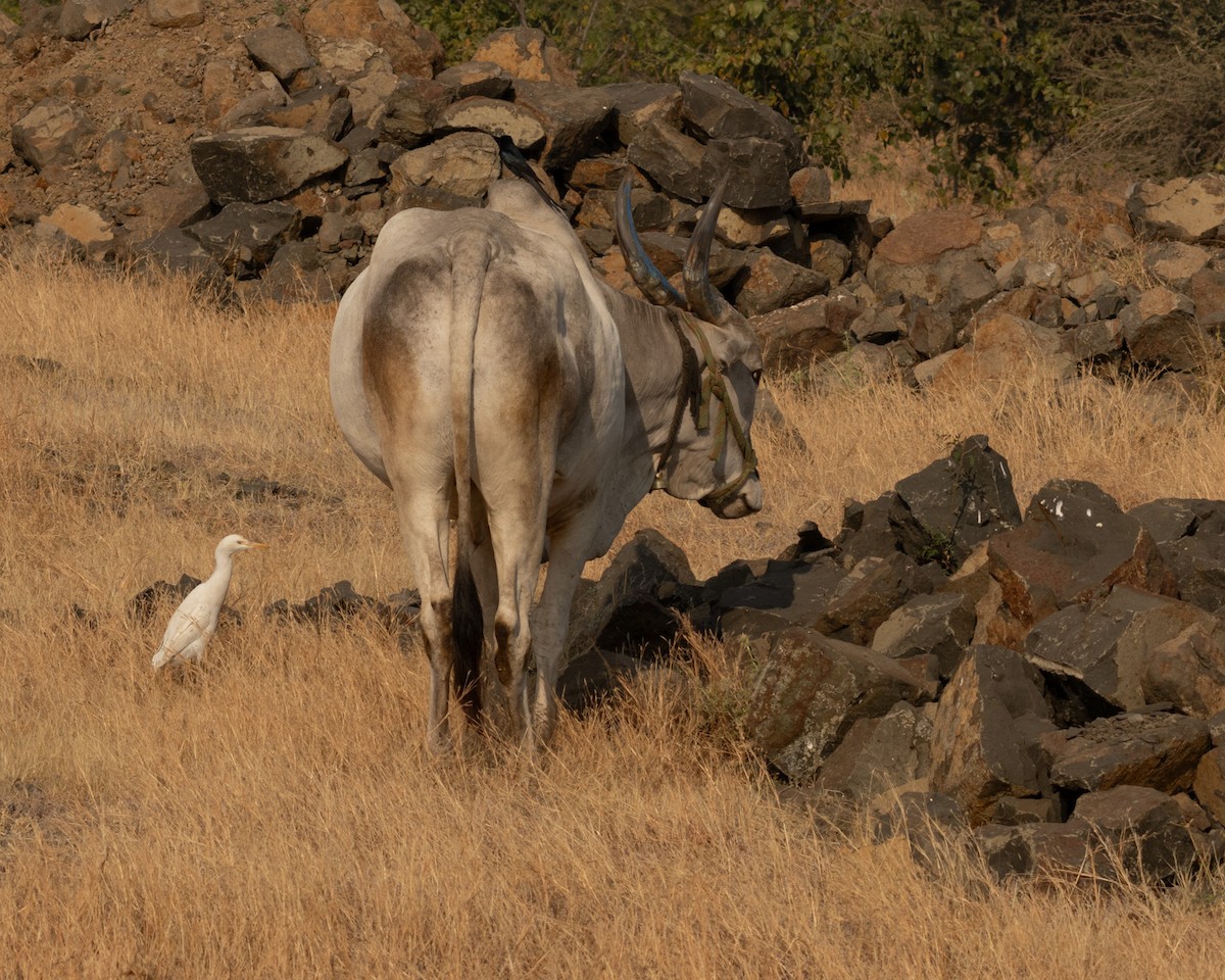 volavka dobytčí - ML647829740