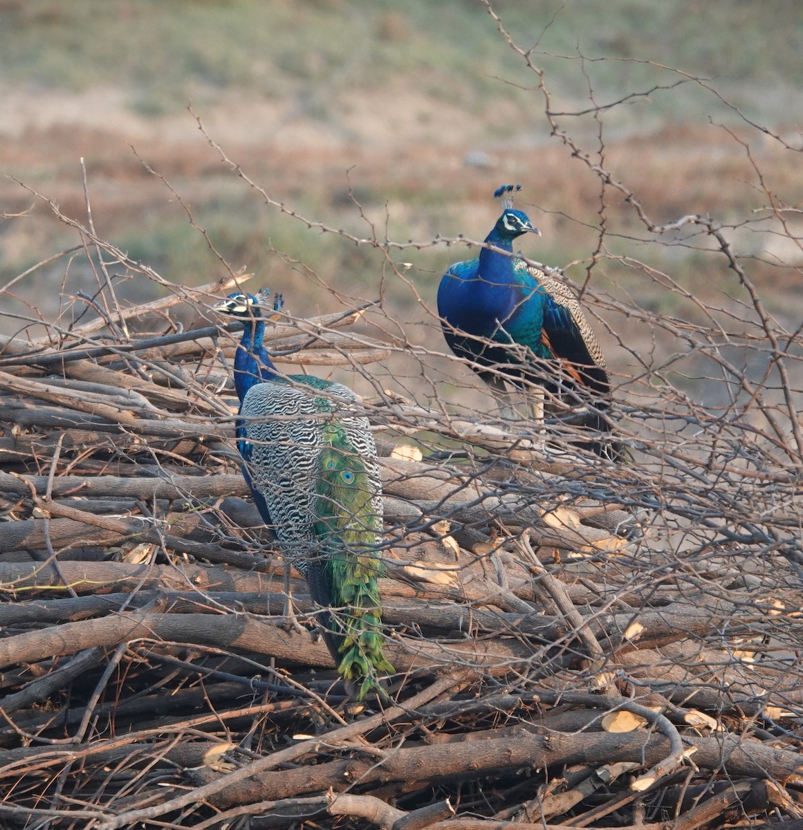 páv korunkatý - ML647829741