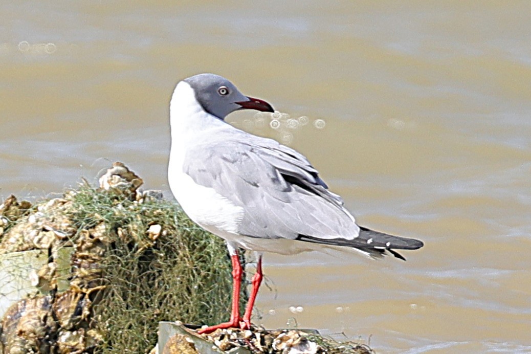 ズアオカモメ - ML647829742