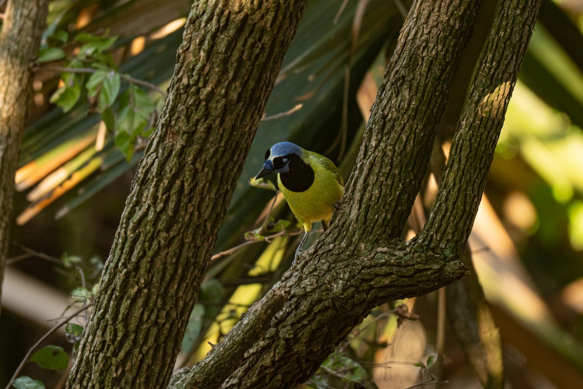 Green Jay - ML647829743