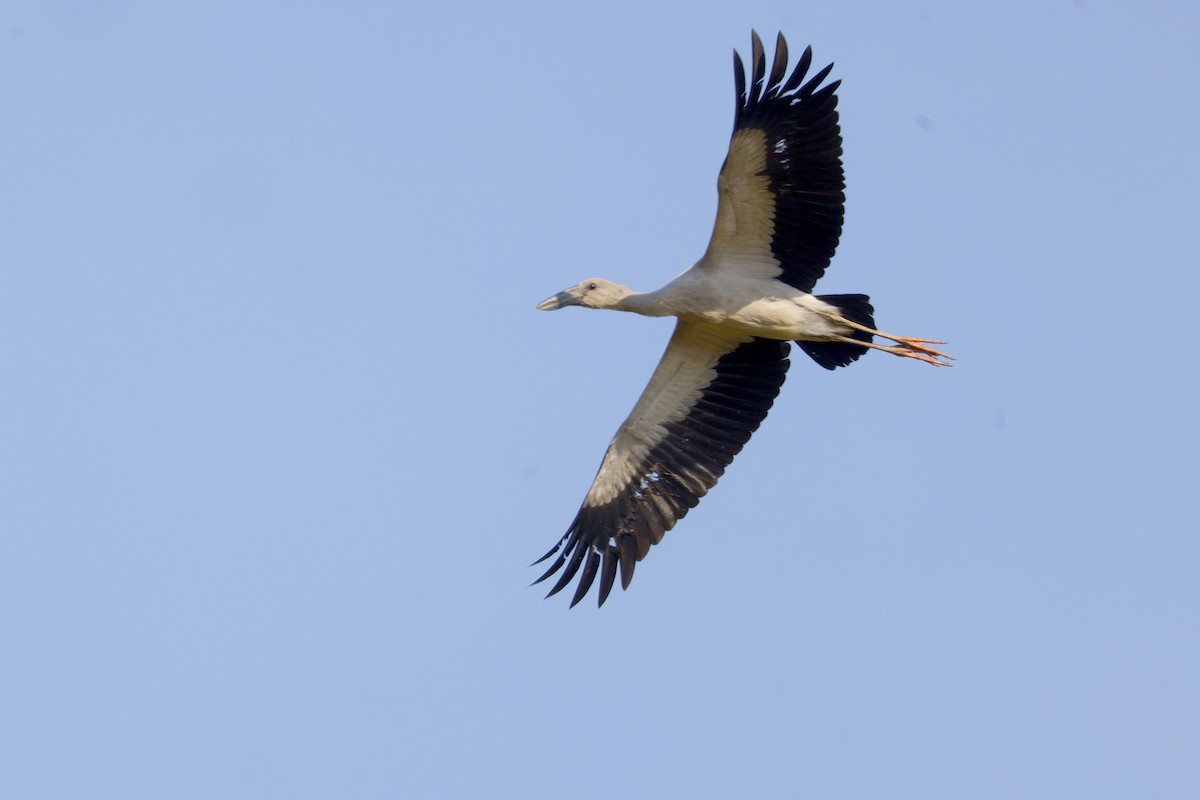 zejozob asijský - ML647829744